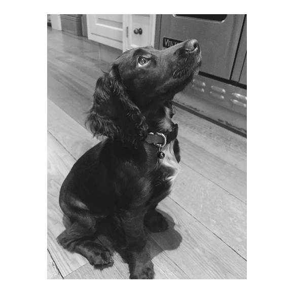 Les Beckham présentent Olive, leur nouveau chien / photo postée sur Instagram.
