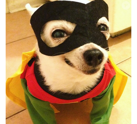 Sarah Stage a déguisé son chien en Robyn pour Halloween / photo postée sur Instagram.