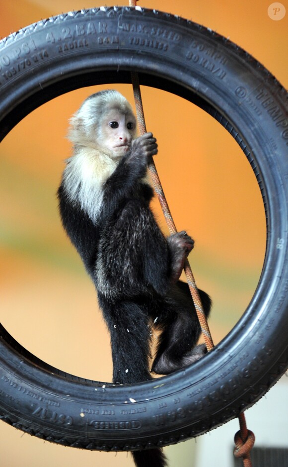 Mally le singe de Justin Bieber dans un parc animalier de Munich, en Allemagne, le 2 avril 2013