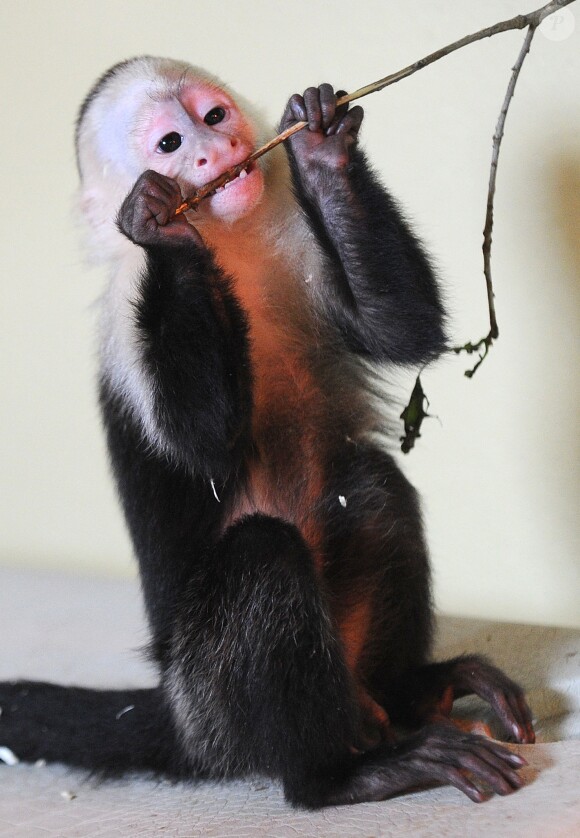 Mally le singe de Justin Bieber dans un parc animalier de Munich, en Allemagne, le 2 avril 2013