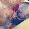 Justin Bieber a posté une photo de son petit capucin, Mally, reçu en cadeau pour ses 19 ans sur sa page Instagram en 2013.