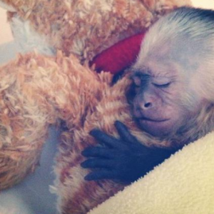 Justin Bieber a posté une photo de son petit capucin, Mally, reçu en cadeau pour ses 19 ans sur sa page Instagram en 2013.