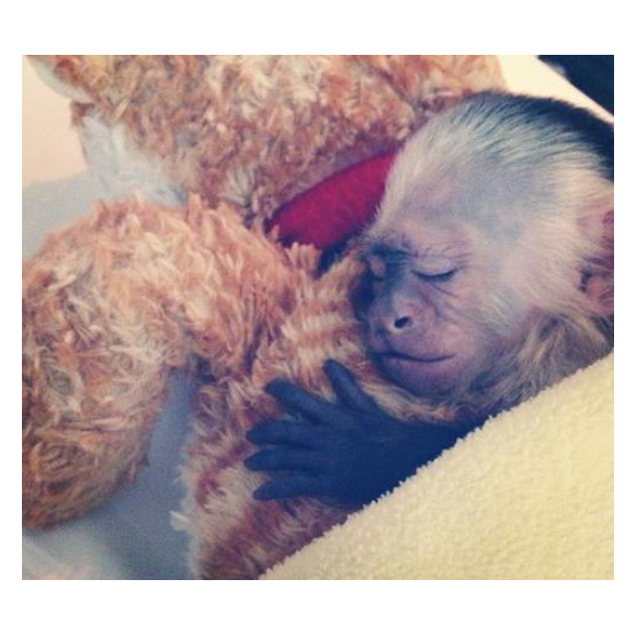 Justin Bieber a posté une photo de son petit capucin, Mally, reçu en cadeau pour ses 19 ans sur sa page Instagram en 2013.