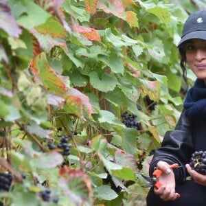 Camélia Jordana participe aux vendanges des vignes du clos Montmartre à Paris le 8 octobre 2016.