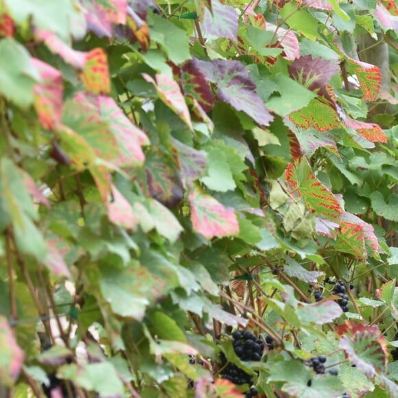 Camélia Jordana participe aux vendanges des vignes du clos Montmartre à Paris le 8 octobre 2016.