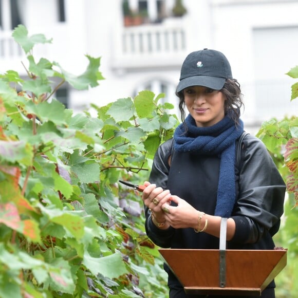 Camélia Jordana participe aux vendanges des vignes du clos Montmartre à Paris le 8 octobre 2016.