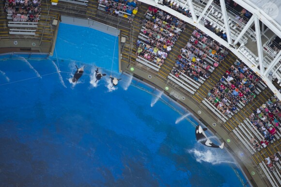 Les baleines tueuses de SeaWorld à Orlando, en avril 2013.