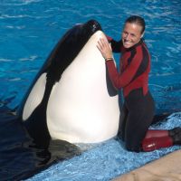 Mort de Tilikum, la plus célèbre orque du monde et star de "Blackfish"