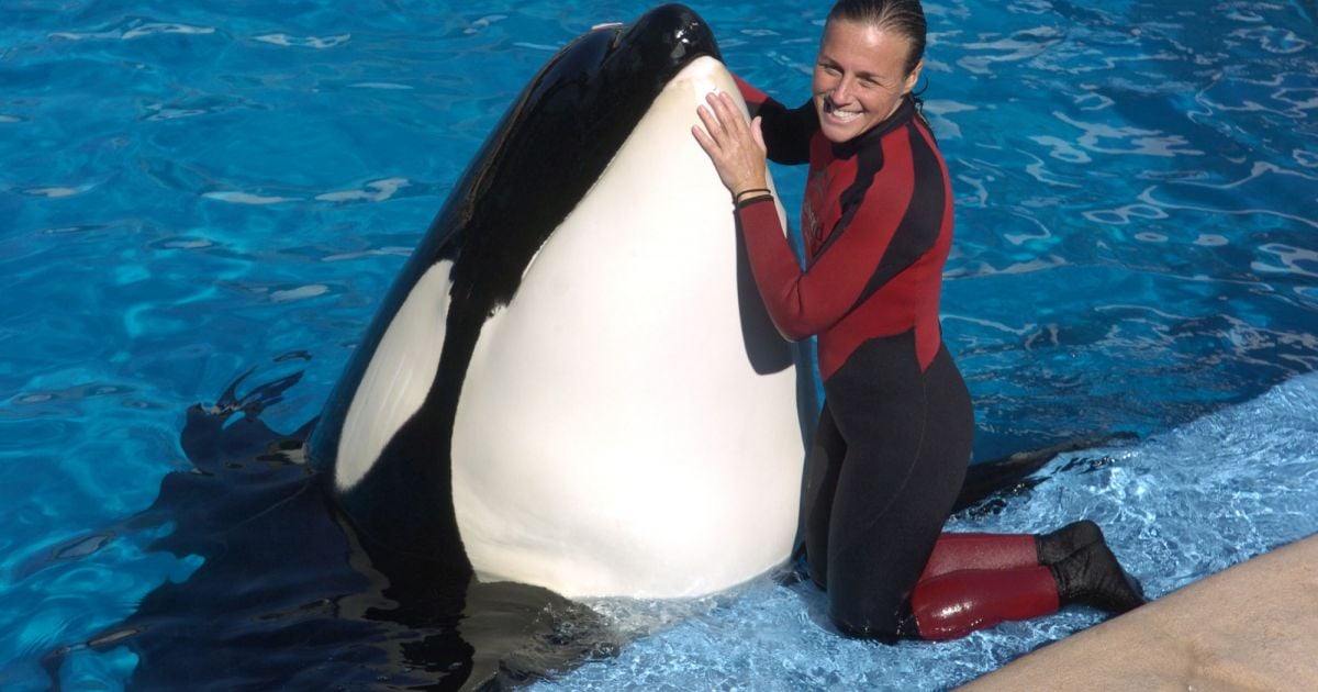 Mort de Tilikum, la plus célèbre orque du monde et star de "Blackfish