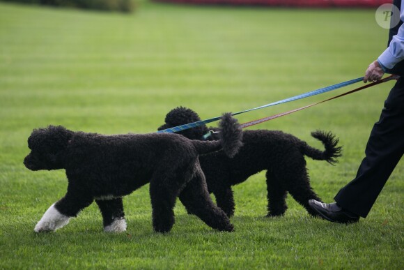 Bo et Sunny, les chiens de la famille Obama, au cousr d'une balade dans les jardins de la Maison Blanche, à Washington, le 24 octobre 2013.