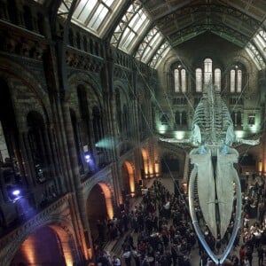 Illustration lors de la réouverture du Hintze Hall au Musée d'Histoire Naturelle de Londres, le 13 juillet 2017.