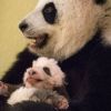 Le bébé panda né au zoo de Beauval en août dernier, avec sa maman.