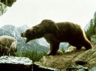 Mort de l'une des ourses du film mythique de Jean-Jacques Annaud