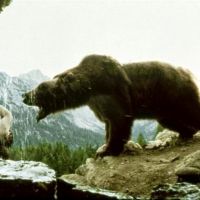 Mort de l'une des ourses du film mythique de Jean-Jacques Annaud