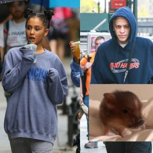 Avant de rompre, Ariana Grande et Pete Davidson avaient adopté ensemble un cochon domestique.