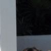 Le mannequin brésilien Izabel Goulart (dans un bikini jaune) et son fiancé le footballeur international allemand Kevin Trapp, très amoureux, profitent de leurs vacances sur l'île de Mykonos, Grèce, le 25 juin 2019.