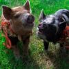 Les deux petits cochons dans la ferme de Chris Pratt (mai 2019).