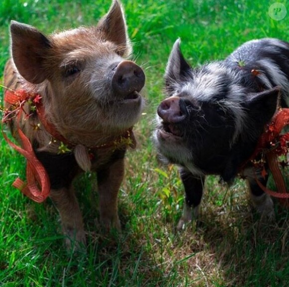Les deux petits cochons dans la ferme de Chris Pratt (mai 2019).