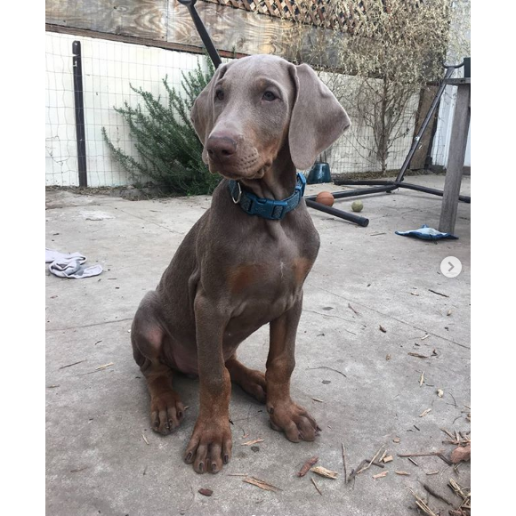 Lucho, le nouveau chien adopté par Eva Mendes et Ryan Gosling, juillet 2019.