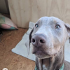 Lucho, le nouveau chien adopté par Eva Mendes et Ryan Gosling, juillet 2019.