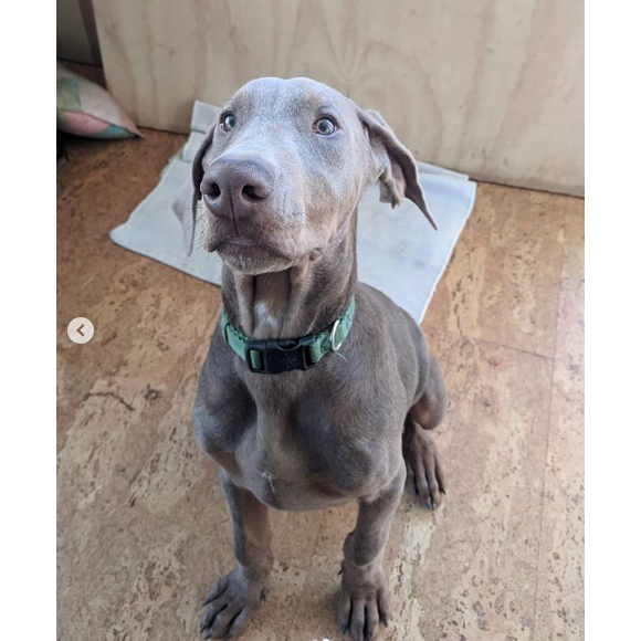Lucho, le nouveau chien adopté par Eva Mendes et Ryan Gosling, juillet 2019.