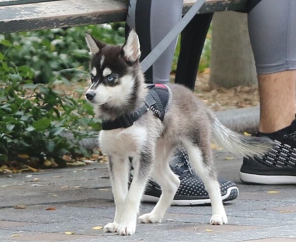 Info du 27 juillet 2019 (Waldo Picasso, le chien de Sophie Turner, tué dans un accident de voiture. L'actrice est dévastée) - Joe Jonas et sa compagne Sophie Turner se promènent en amoureux avec leur adorable petit chiot (un Pomsky) dans les rues de New York, le 7 septembre 2017