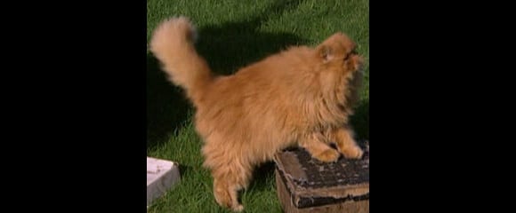 Voici Crackerjack, un persan mâle au pelage flamboyant qui a joué le rôle de Patenrond, le chat d'Hermione Granger. Il a joué dans le Prisionnier d'Azkaban.