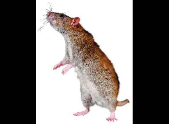 Voici Dex, un rat brun qui jouait Croutâtd, le rongeur adoptif de Ron Weasley dans les trois premiers volets de la saga Harry Potter.
