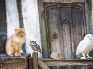 Harry Potter : Pattenrond, Hedwige... Que deviennent les animaux de la saga ?