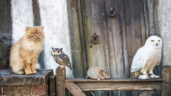 Harry Potter : Pattenrond, Hedwige... Que deviennent les animaux de la saga ?