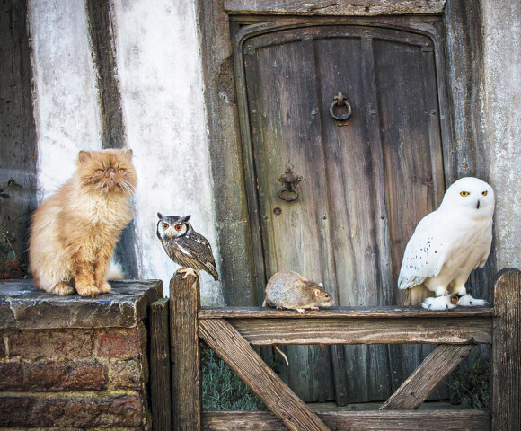 Une partie du casting des animaux d'Harry Potter. Dans les Studios Harry Potter près de Londres, les visiteurs pouvaient exceptionnellement réserver une visite avec les animaux acteurs de la saga, en 2015.