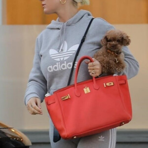 Exclusif - Katy Perry à la sortie des ses bureaux avec son petit chien Nugget dans les bras dans le quartier de West Hollywood à Los Angeles, le 3 mars 2020