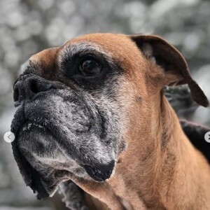 Shy'm est en deuil. Elle a annoncé sur Instagram la mort de son bouledogue. Mars 2020.