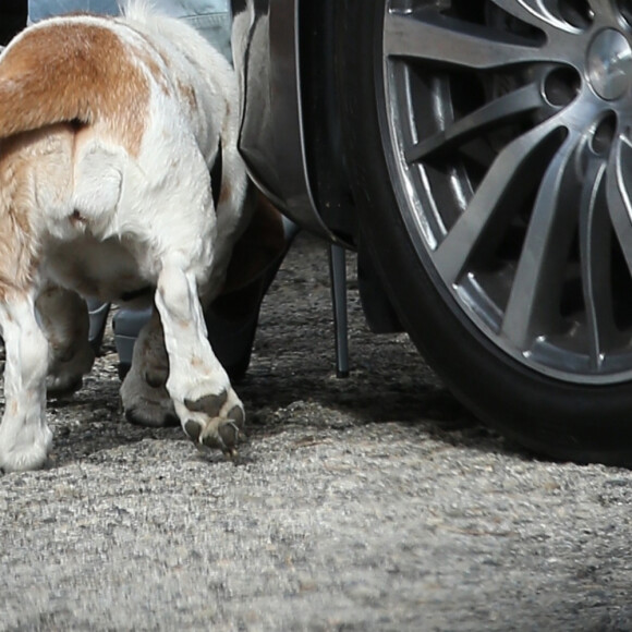 Exclusif - Ariana Grande caresse un chien dans la rue à West Hollywood le 9 février 2019.