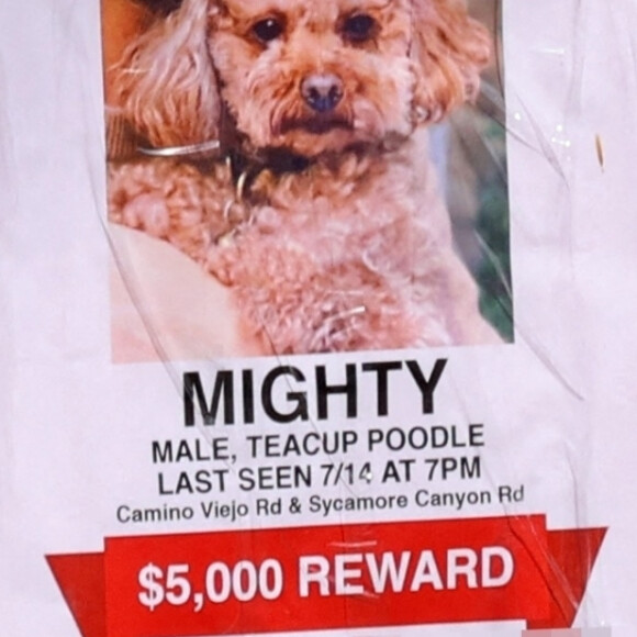 Exclusif - Orlando Bloom et Katy Perry ont perdu leur chien Mighty ! Ils offrent une récompense de 5000 dollars. Los Angeles, le 18 juillet 2020.