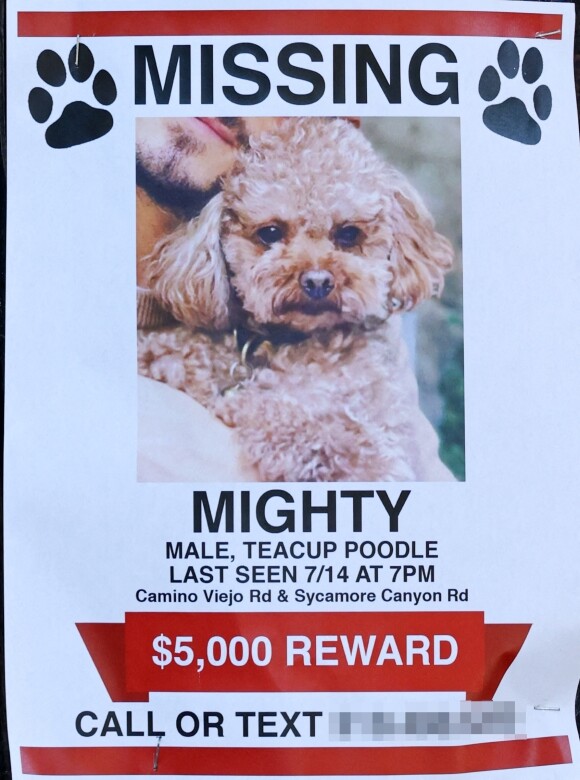Exclusif - Orlando Bloom et Katy Perry ont perdu leur chien Mighty ! Ils offrent une récompense de 5000 dollars. Los Angeles, le 18 juillet 2020.
