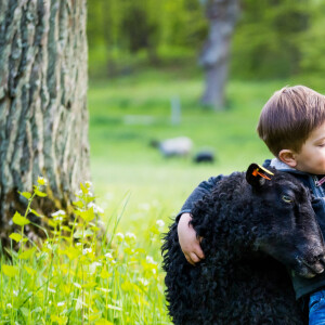 La princesse Victoria de Suède, le prince Oscar et la princesse Estelle visitent un enclos de moutons et les caressent au château de Haga à Solna le 18 mai 2020.