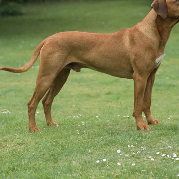 De son séjour prolongé en Afrique du Sud, la princesse Charlene de Monaco a ramené un chien de la race Rhodesian Ridgeback.