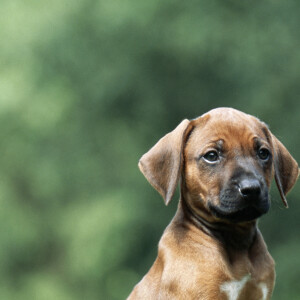De son séjour prolongé en Afrique du Sud, la princesse Charlene de Monaco a ramené un chien de la race Rhodesian Ridgeback.