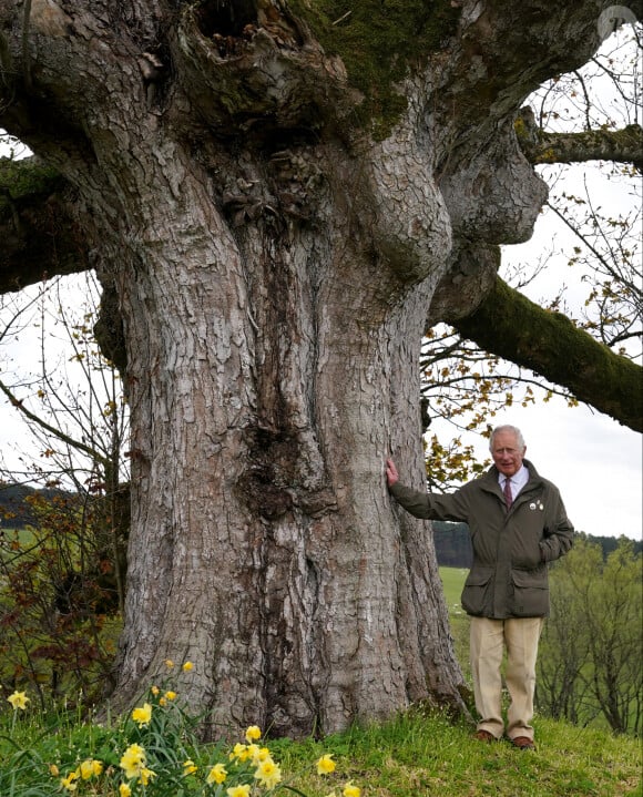 Le prince Charles se tient sous le "Vieux Sycomore", un dans les jardins clos dans le domaine de Dumfries House en Ecosse, alors qu'il dévoile un réseau national de soixante-dix forêts anciennes et soixante-dix arbres anciens, y compris le sycomore, qui sera dédié à sa mère, la reine Elisabeth II, à l'occasion de son jubilé de platine. Le 25 avril 2022 