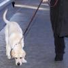 René Angelil promène son chien, le lundi 8 février, dans les rues de New York.
