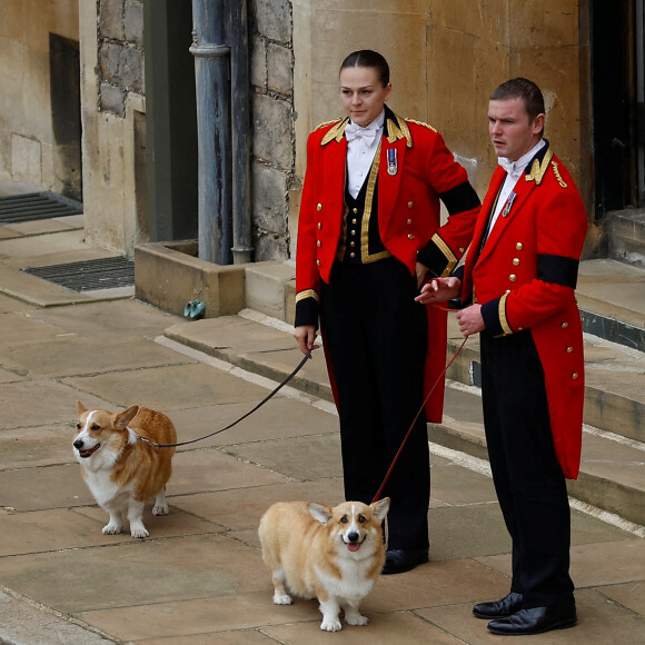 Les deux corgis de la reine, Muick et Sandy - Cérémonie funèbre en la Chapelle Saint-Georges pour les funérailles d'Etat de la reine Elizabeth II d'Angleterre à Windsor, Royaume Uni, le 19 septembre 2022. © Joe Giddens/PA/Bestimage 