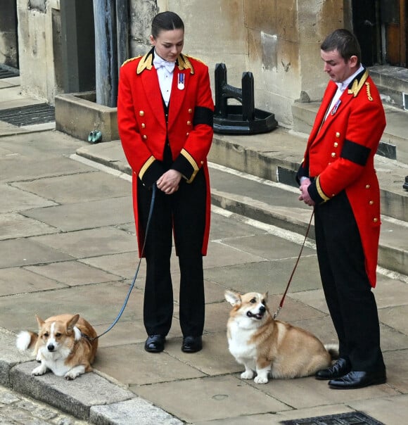 Muick et Sandy, les chiens de la reine Elizabeth II d'Angleterre, lors des funérailles d'Etat de la reine Elizabeth II d'Angleterre dans le château de Windsor. Le 19 septembre 2022 