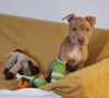 Hope la chienne rescapée sur l'instagram de l'association Fondation Assistance Animaux le 1er janvier 2023.