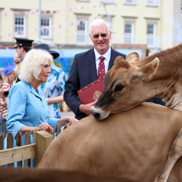 La reine Camilla (Camilla Parker Bowles, reine consort d'Angleterre) assiste à la Jersey Expo à St Helier, Jersey, le 15 juillet 2024, où elle regarde une exposition sur l'élevage laitier avec quelques vaches jersiaises. Ian Vogler/MirrorPix/Bestimage