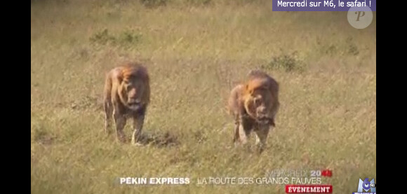 Des lions dans la bande-annonce de Pékin Express : la route des grands fauves, diffusée le 11 mai 2011 sur M6