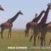 Des girafes dans la bande-annonce de Pékin Express : la route des grands fauves, diffusée le 11 mai 2011 sur M6