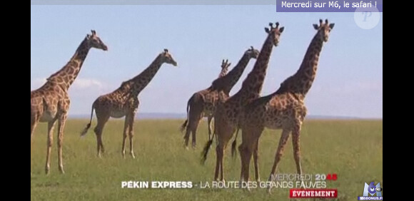 Des girafes dans la bande-annonce de Pékin Express : la route des grands fauves, diffusée le 11 mai 2011 sur M6