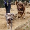 Amanda Seyfried fait de la randonnée avec son chien à Los Angeles le 24 novembre 2011