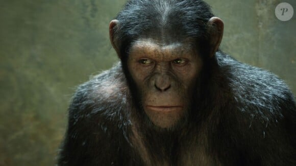 Image du film La planète des singes : les origines